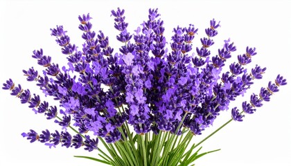 Fototapeta premium Lavender Bouquet Fan Composition, Purple Flowers, Aromatic Bloom, White Background lavender, flowers