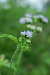 Bandotan or Ageratum conyzoides or Ageratum houstonianum, yard weeds that are difficult to eradicate. 