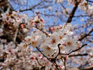 Obraz premium Cherry blossoms (Sakura) in full bloom during spring in Fukuoka, Japan. Delicate white and pink petals create a serene and vibrant seasonal scene.