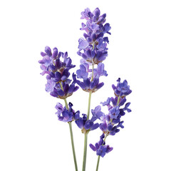 Close-up of lavender blossoms against a black backdrop.