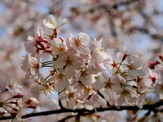 Cherry blossoms (Sakura) in full bloom during spring in Fukuoka, Japan. Delicate white and pink petals create a serene and vibrant seasonal scene.