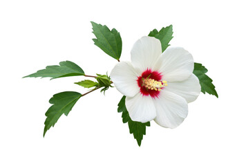 A single delicate white hibiscus flower with a vibrant red center and green leaves is isolated on a clean transparent background