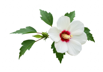 A single delicate white hibiscus flower with a vibrant red center and green leaves is isolated on a clean transparent background