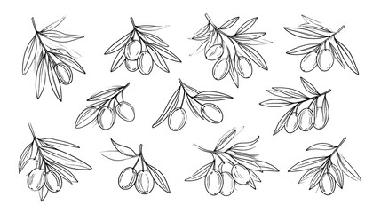 A collection of hand-drawn olive branches with varying numbers of olives