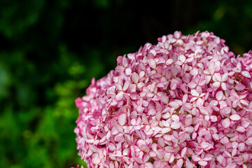 Blooming pink hydrangea 