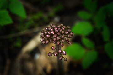 Bergenia crassifolia with buds in the garden. Selective focus.