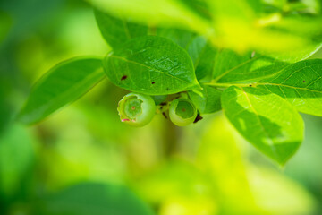 Green unripe blueberry on the plant in summer garden. Selective focus. Shallow depth of field.