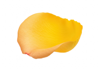 A single vibrant yellow rose petal with a subtle orange hue is presented isolated on a plain transparent background