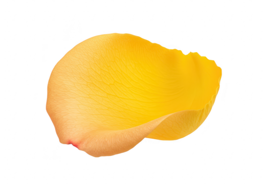 A single vibrant yellow rose petal with a subtle orange hue is presented isolated on a plain transparent background - Powered by Adobe