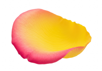 A single rose petal with a gradient of pink to yellow is isolated on a clean transparent background