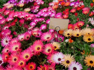 Colorful Livingstone daisies in full bloom at a garden in Fukuoka, Japan. Pink and yellow petals...