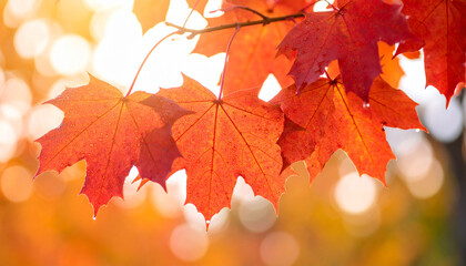 Fototapeta premium Red maple leaves glistening with morning dew and sunlight creating warm sparkles, capturing vibrant colors of autumn in bright natural setting