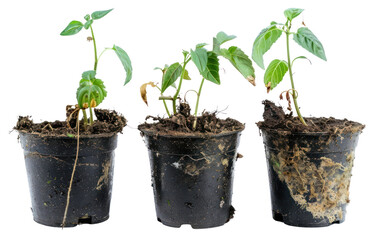 Young potted plant growth