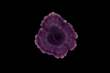 Macro photograph of a colony of a fungus