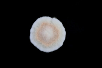 Macro photograph of a colony of a fungus