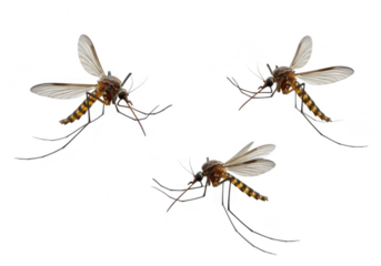 Three detailed mosquitos are captured in flight against a stark transparent background showcasing their delicate wings and long legs