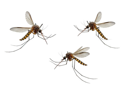 Three detailed mosquitos are captured in flight against a stark transparent background showcasing their delicate wings and long legs