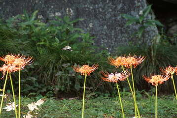 彼岸花と蝶