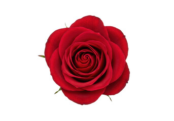 A single perfect red rose with velvety petals is isolated against a clean transparent background showcasing its intricate spiral center