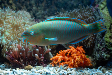 a parrot fish among sea coral
