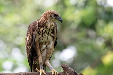 An adult changeable hawk eagle was in the tree