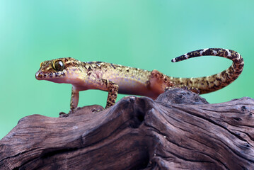 Close up photo of Muria rock gecko