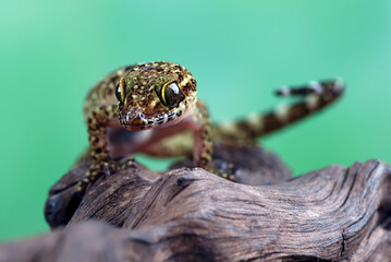 Close up photo of Muria rock gecko
