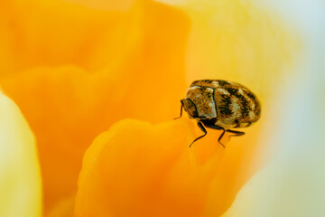 Varied Carpet Beetle - Anthrenus verbasci, beautiful small colored beetle from European meadows and gardens, Czech Republic.