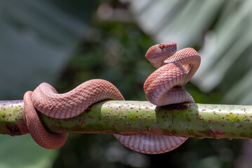 Mangrove pit viper on a tree branch