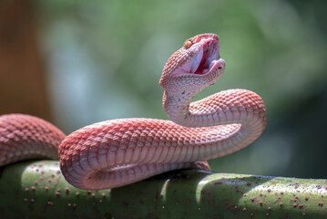 Mangrove pit viper on a tree branch