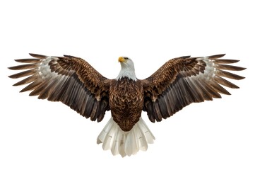 Obraz premium Bald Eagle Wings Isolated On White. A set of Bald Eagle spread out wings isolated on white