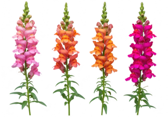 Four colorful snapdragon flowers in pink orange and magenta stand tall against a clean transparent background