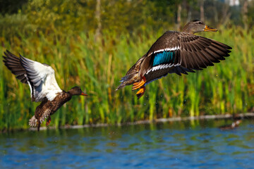 Two mallard ducks in mid-flight, taking off from a reflective pond. The vibrant colors of their...