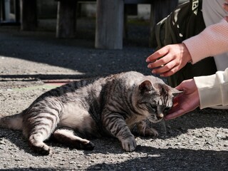 Two people petting a relaxed tabby cat wearing a blue collar with a bell, lying on the ground in Fukuoka, Japan. Peaceful street scene with friendly feline.