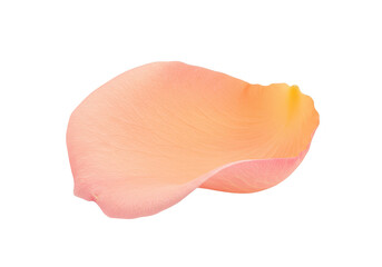 Fototapeta premium A single peach and pink rose petal with a gradient of color is isolated on a transparent background