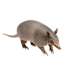 Fototapeta premium Ultra-realistic UHD studio photograph of a 50cm Mulita, distinct grey-brown armor plating, still on a plain white seamless background with no shadows, concept of scientific accuracy