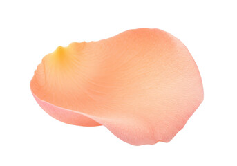 Fototapeta premium A single peach and pink rose petal with a gradient of color is isolated on a transparent background