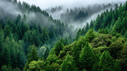 Misty Green Mountain Forest Landscape