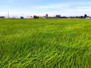 初夏の近郊の風の吹き渡る青田風景