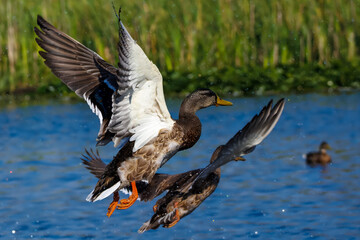 Two mallard ducks in mid-flight, taking off from a reflective pond. The vibrant colors of their...