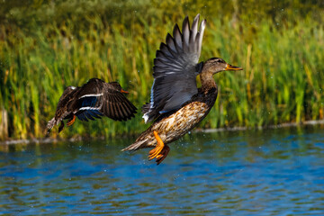 Two mallard ducks in mid-flight, taking off from a reflective pond. The vibrant colors of their wings and the lush green background create a dynamic and beautiful wildlife scene.