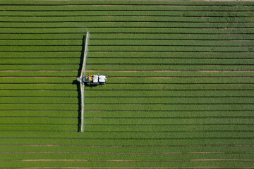 Aerial view of organic spraying: protecting basil from pests