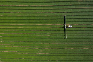 Aerial view of organic spraying: protecting basil from pests