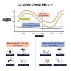 Naklejka na ściany i meble Cortisols diurnal rhythm shows daily hormone fluctuations with a graph, sun, and moon icons. Doodle style diagram