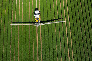 Aerial view of organic spraying: protecting basil from pests