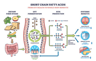 Fototapeta na wymiar Short chain fatty acids diagram shows gut fermentation, SCFA production, and systemic benefits with gut, bacteria, and molecules. Outline diagram