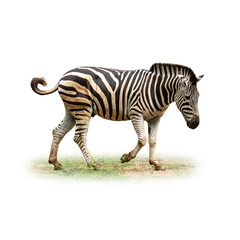 Zebra walking gracefully on grassy ground, showing its distinctive black and white stripes,...