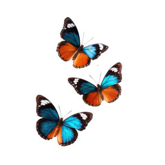 Three colorful butterflies in flight against a black background