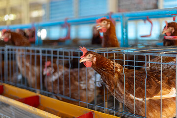 a brown laying hen inside a   cage at a commercial poultry farm . provides an intimate look at the...
