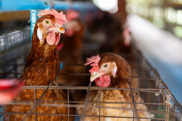 a brown laying hen inside a   cage at a commercial poultry farm . provides an intimate look at the...